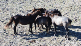 KIZILIRMAK YILKI ATLARI