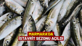 marmara-balık-manşet-website