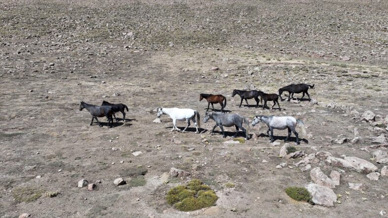 ERCİYES’İN YILKI ATLARI