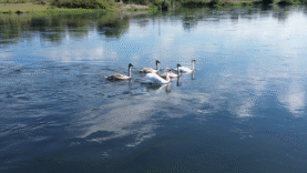 KIZILIRMAK KUĞULARI